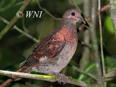 Ruddy Quail-Dove (Geotrygon montana)